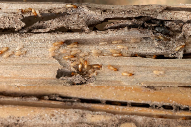 Best Cockroach Control Services  in Runnemede, NJ