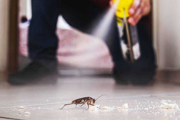 Best Affordable Pest Control Services  in Runnemede, NJ