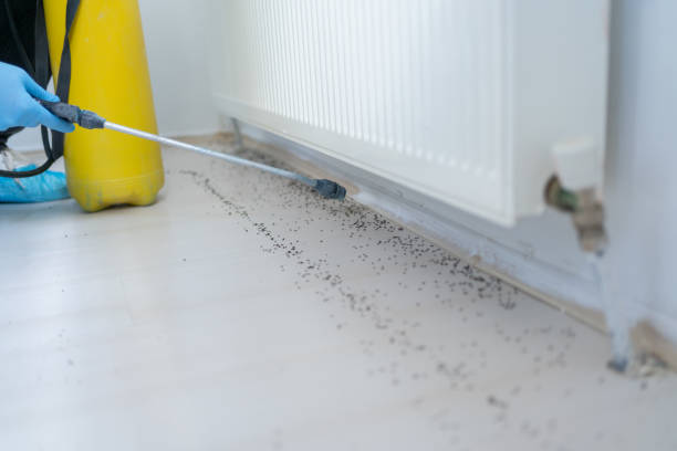 Best Rodent Control Near Me  in Runnemede, NJ