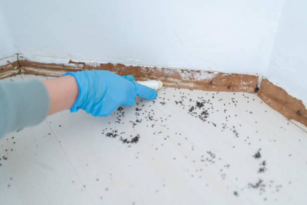 Best Cockroach Control Services  in Runnemede, NJ