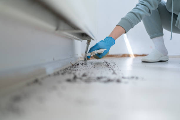 Best Bed Bug Extermination  in Runnemede, NJ